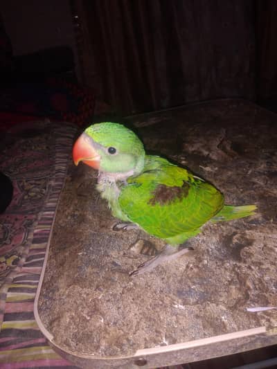 raw alaxcander parrot for sale age 28 mount male bolta ha thora boht
