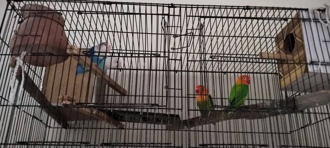 breeder pairs