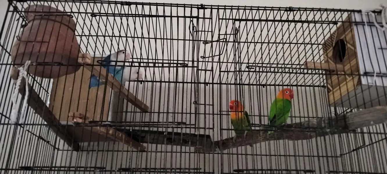 breeder pairs