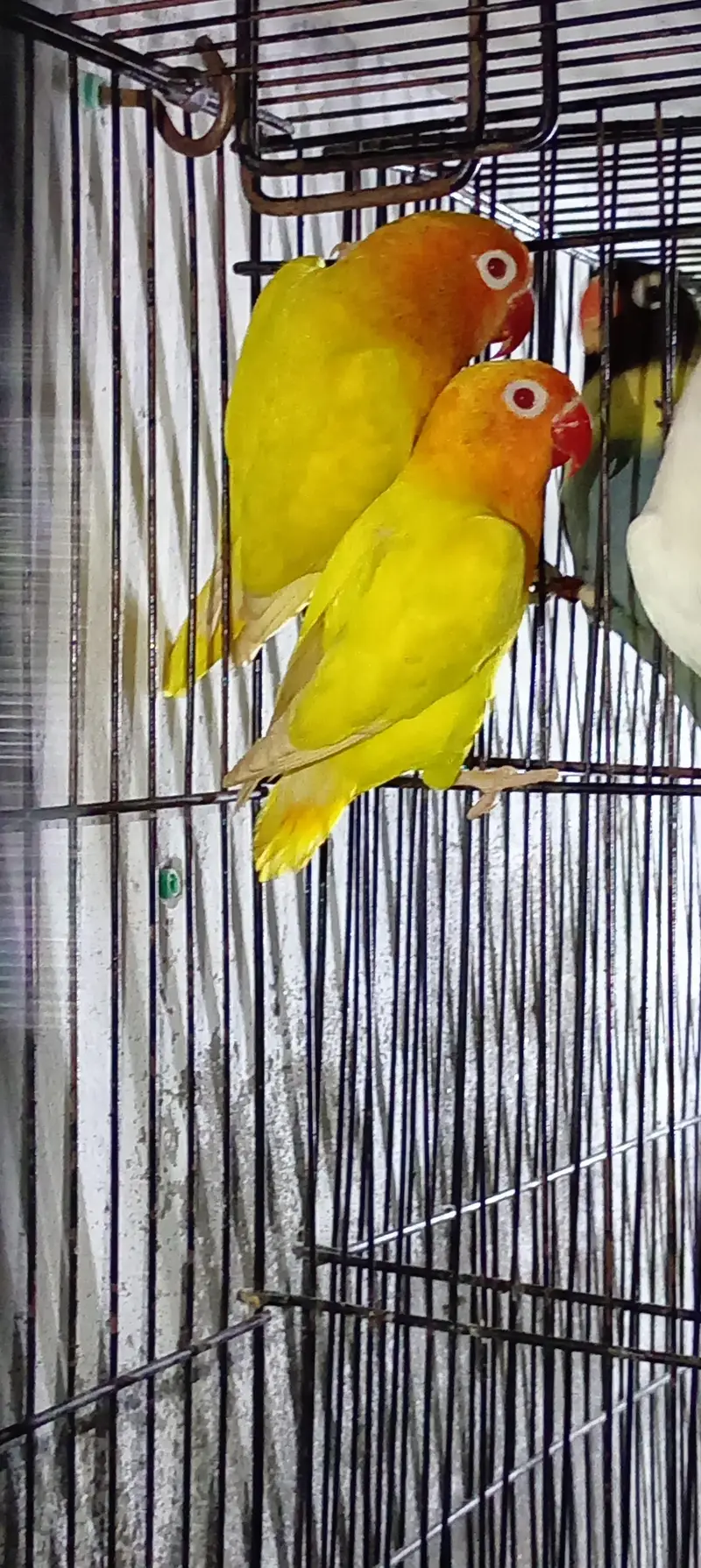 breeder pairs — photo 2