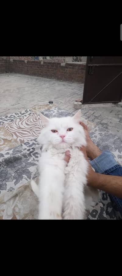03240449537 cat for sale male hy jaga ke issue ke waja say sale kr ray