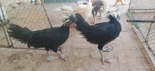 polish hen and rooster pair
