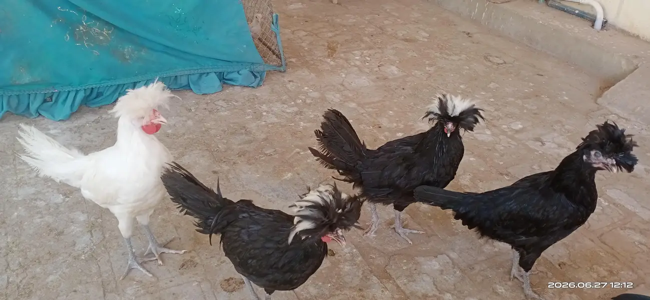 polish hen and rooster pair — photo 2