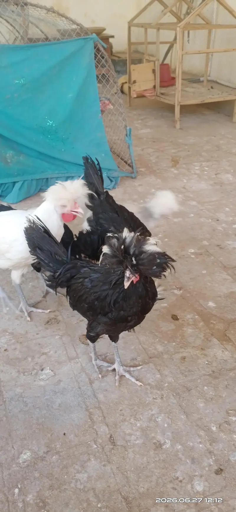 polish hen and rooster pair — photo 3