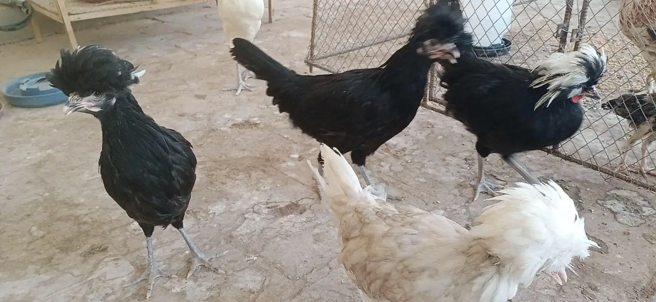 polish hen and rooster pair — photo 4