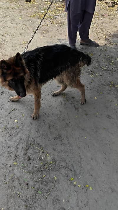 German shepherd