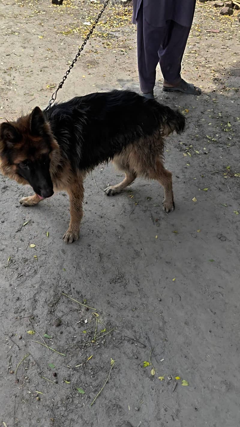 German shepherd 0