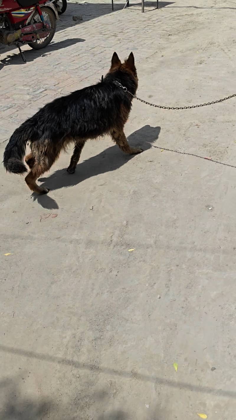German shepherd 1