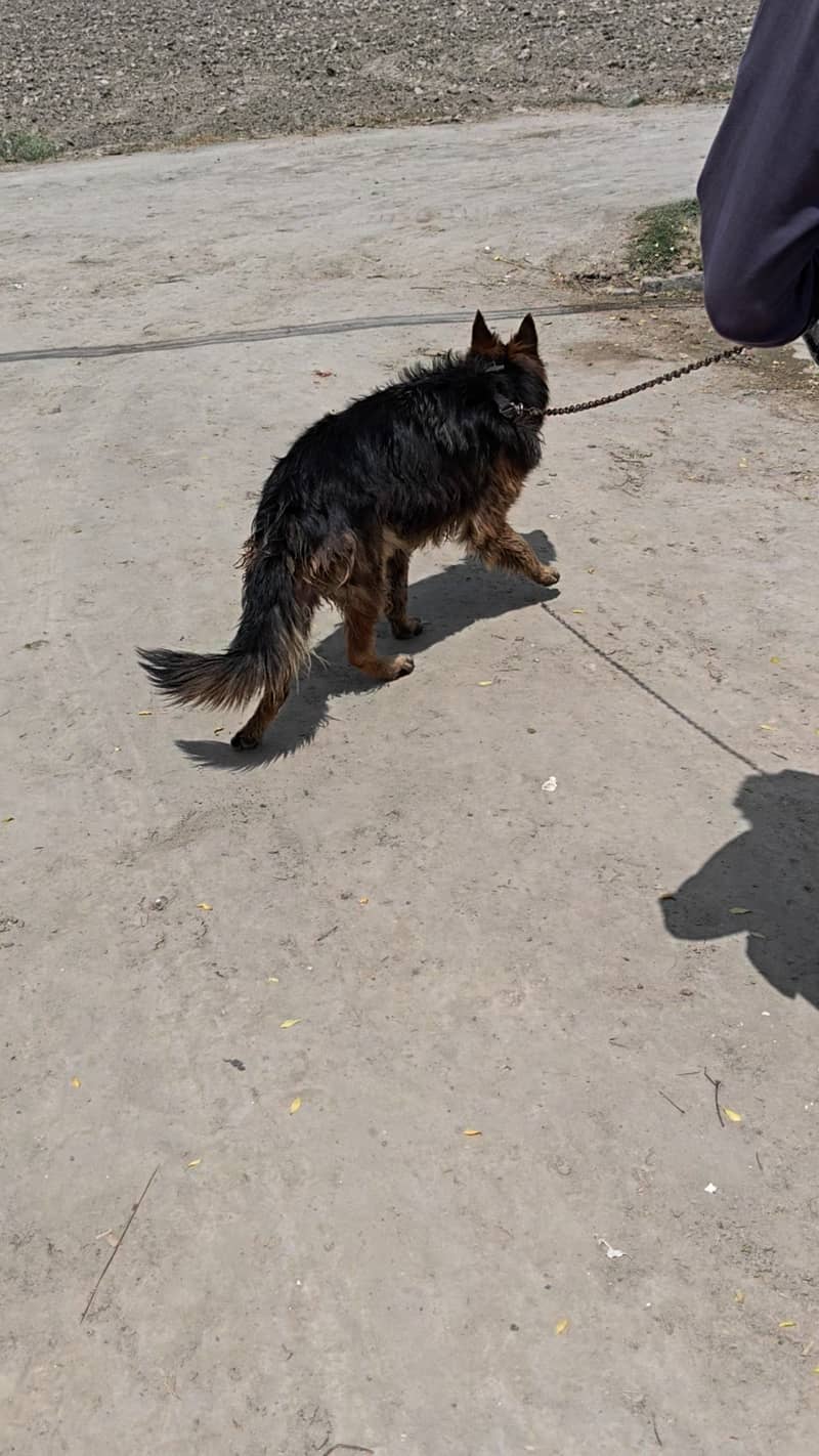 German shepherd 2