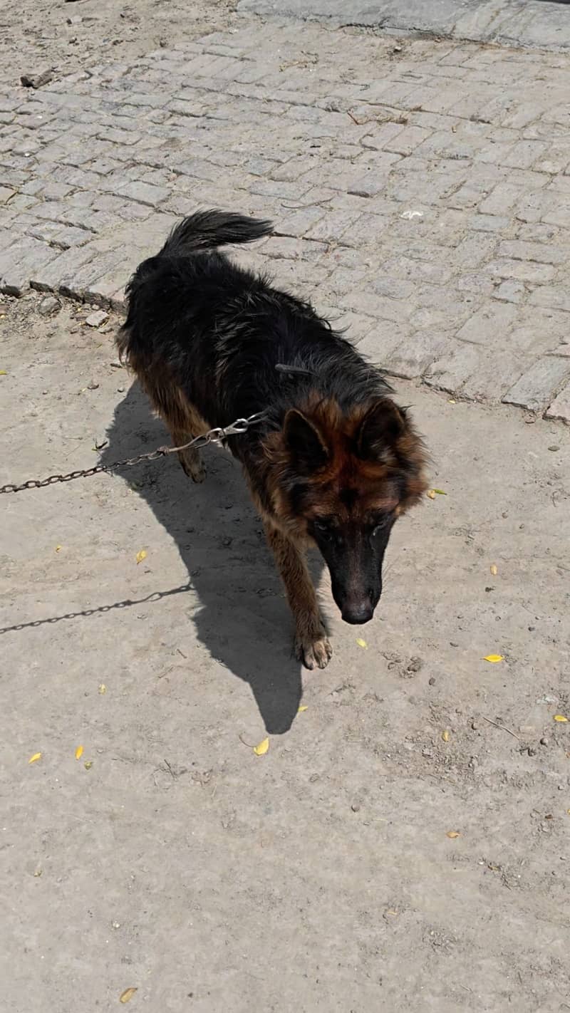 German shepherd 3