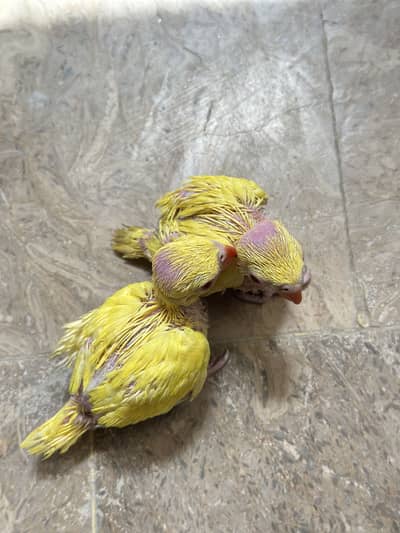 chick 4 sale / 0:3:0:2:1:9:6:4:9:8:2 whsapp