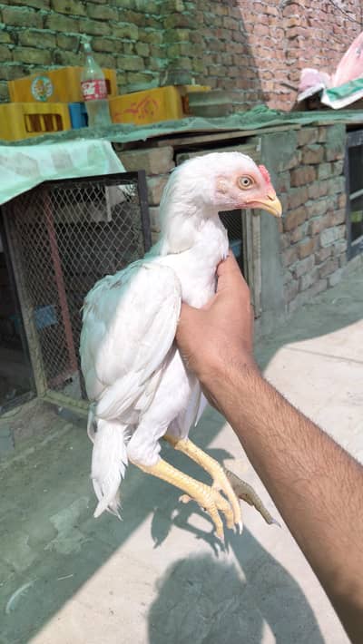 Heera Aseel White Patha