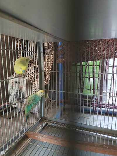 Australian rainbow pair
