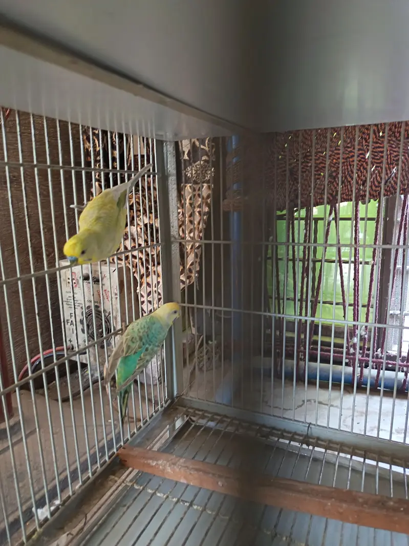 Australian rainbow pair — photo 3