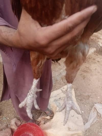 boht Achi nasal KY do morghy and do morgya