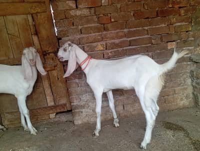 beautiful gulabi goats for sale