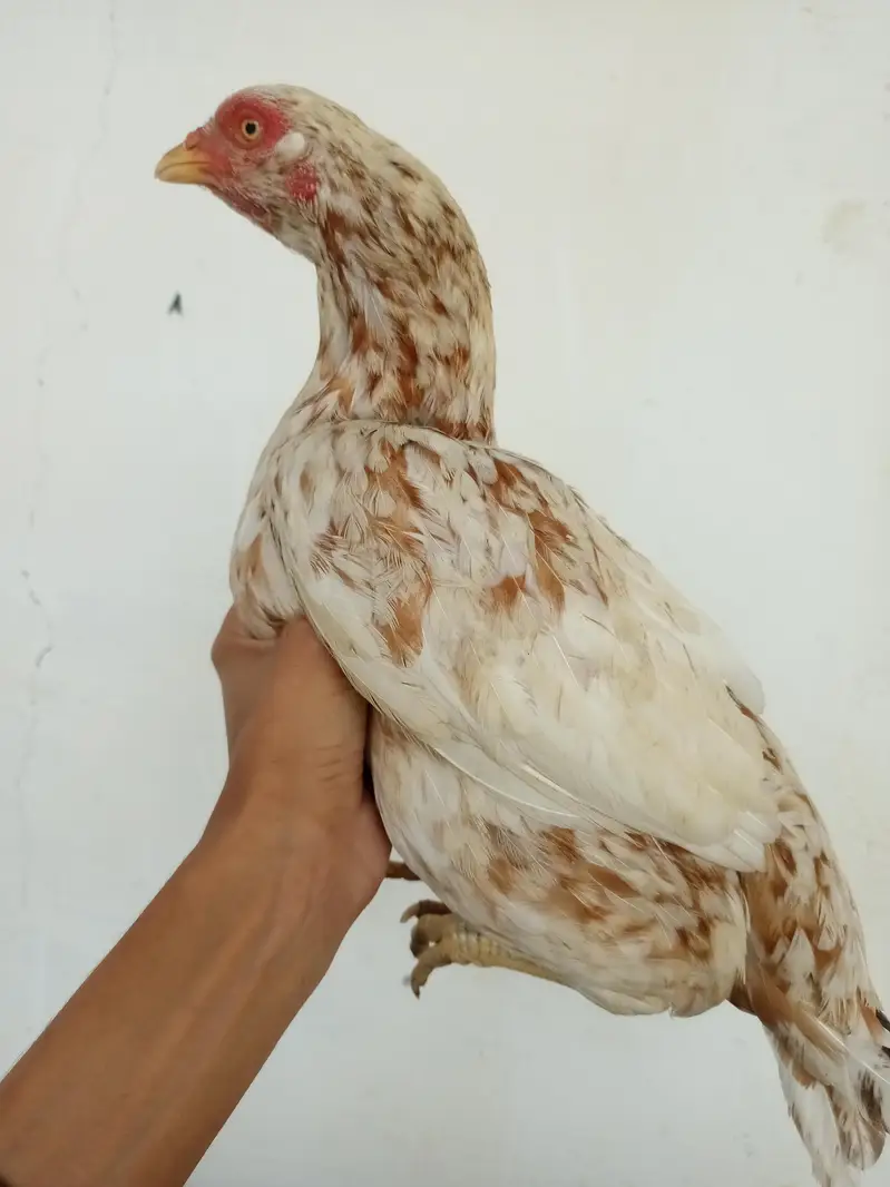 Ad 2 murgi — photo 2