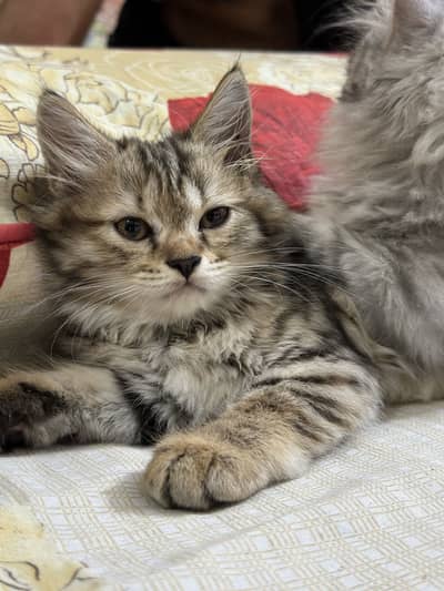 Persian kittens