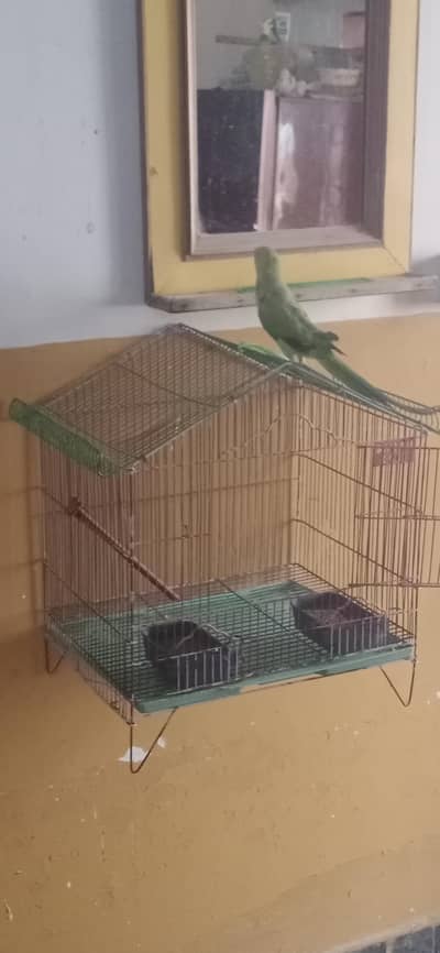 green parrot