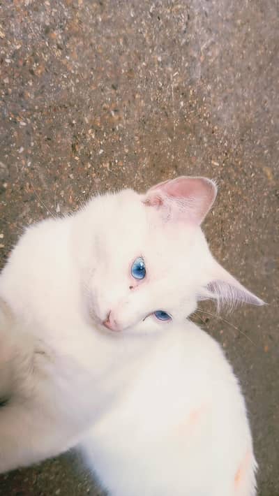 cute and very discipline cat with blue light eyes