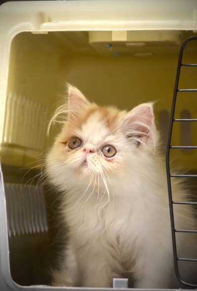 Pure Persian piki face