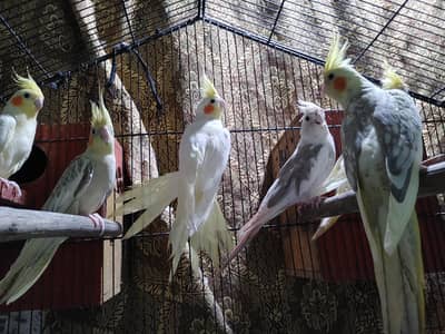 cocktial healty and active breeder pairs