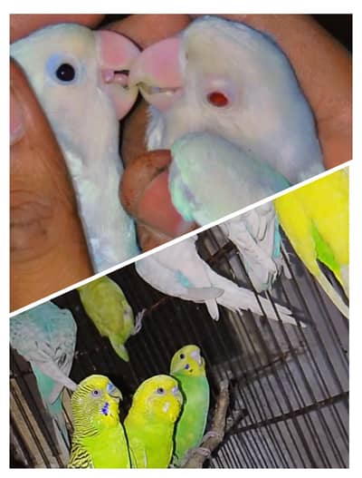 Breeder Pair