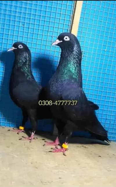 Pure teddy bird medicine Pegions kabutar Black Teddy pigeon birds