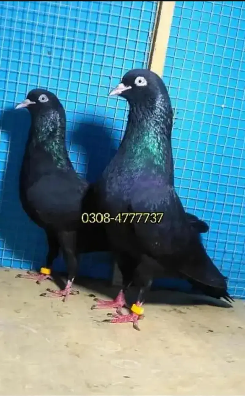 Pure teddy bird medicine Pegions kabutar Black Teddy pigeon birds