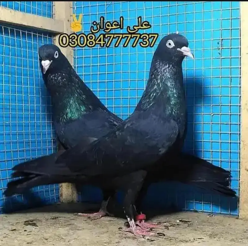 Pure teddy bird medicine Pegions kabutar Black Teddy pigeon birds — photo 2