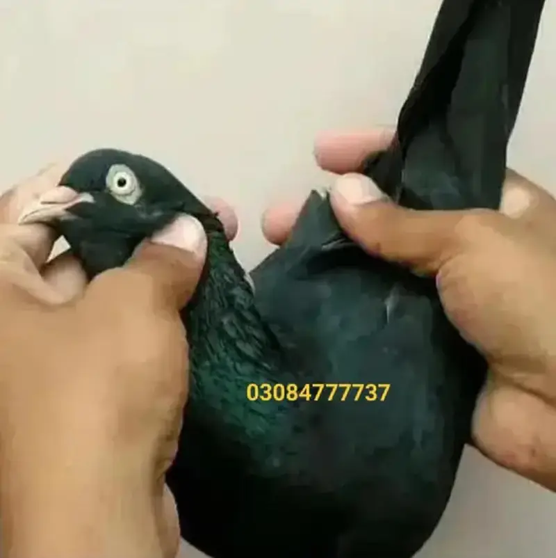 Pure teddy bird medicine Pegions kabutar Black Teddy pigeon birds — photo 3