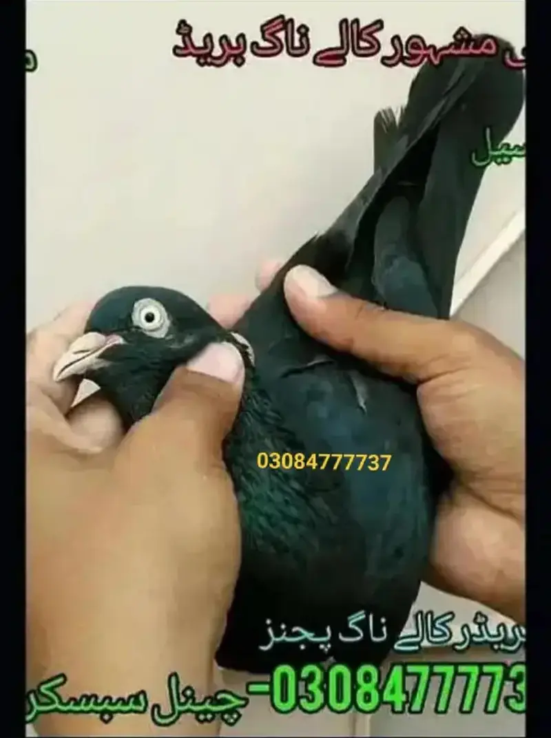 Pure teddy bird medicine Pegions kabutar Black Teddy pigeon birds — photo 4