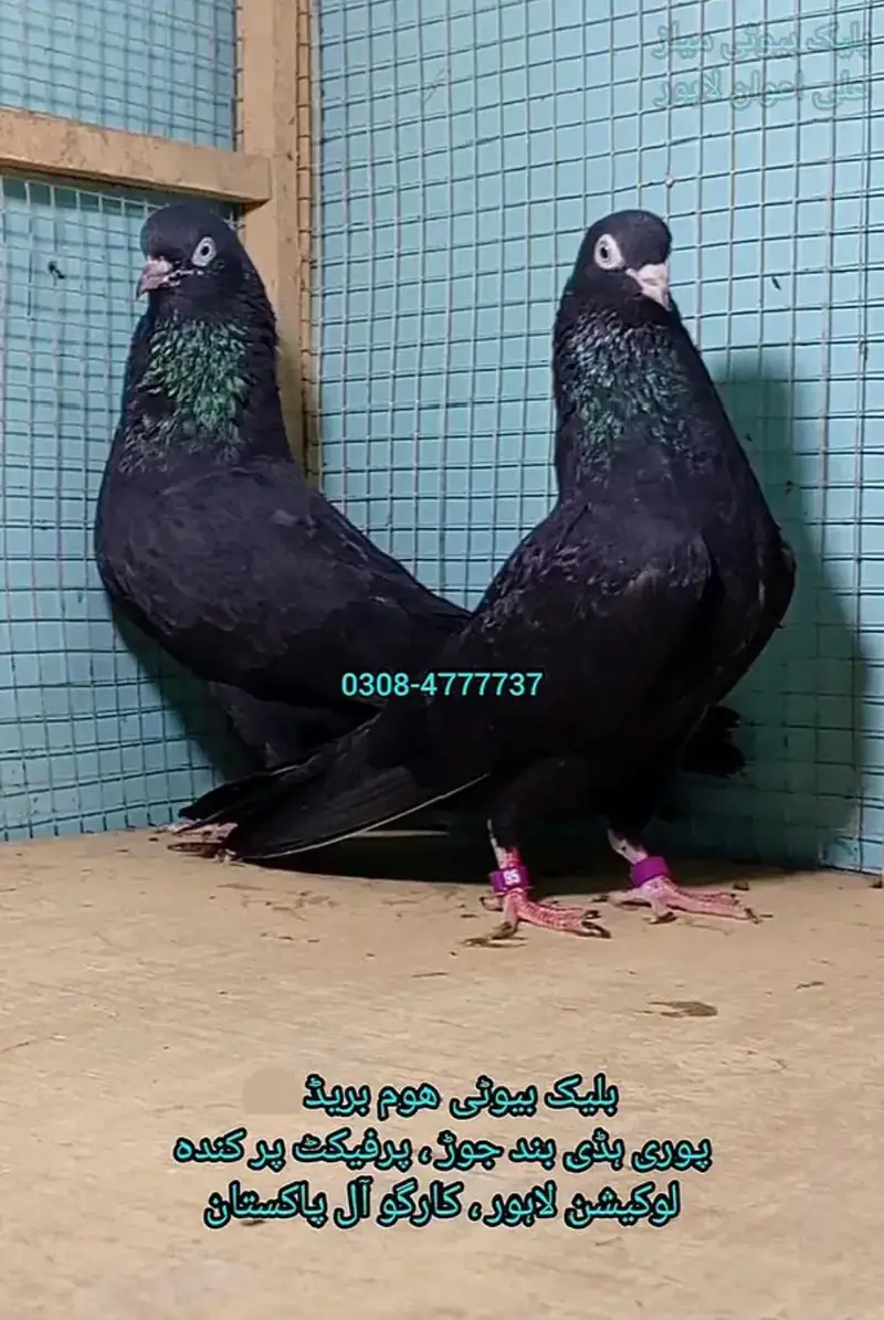 Pure teddy bird medicine Pegions kabutar Black Teddy pigeon birds — photo 5
