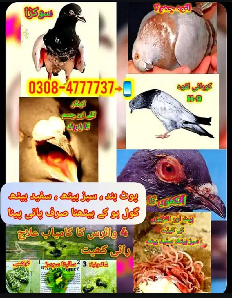 Pure teddy bird medicine Pegions kabutar Black Teddy pigeon birds — photo 6