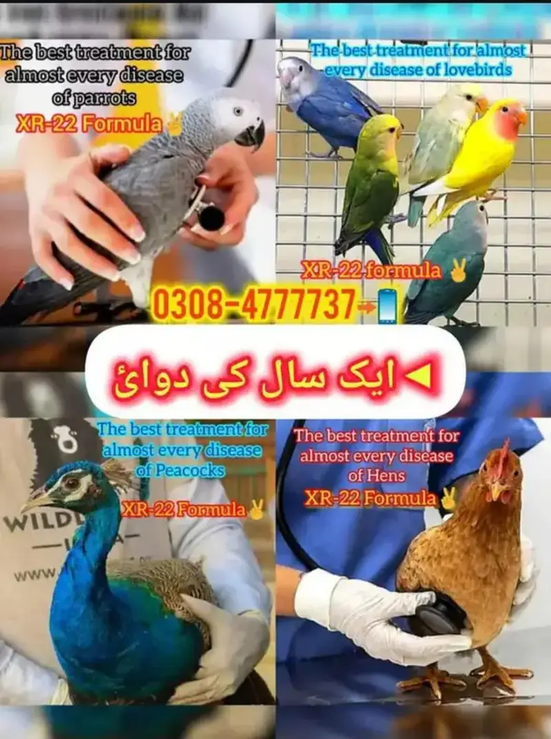 Pure teddy bird medicine Pegions kabutar Black Teddy pigeon birds — photo 7
