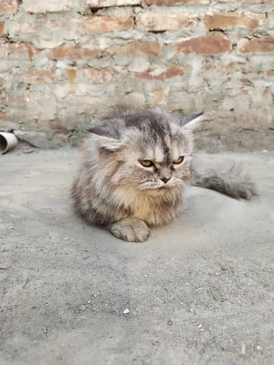 beautiful smoke grey tabby  Persian cat for sell