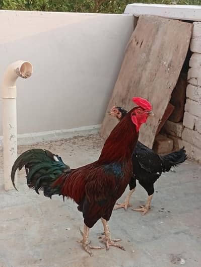 aseel hen