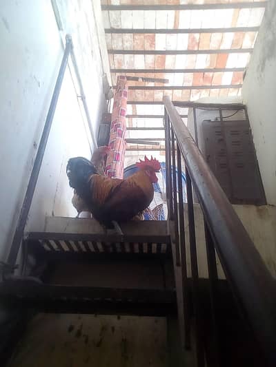 Aseel/desi cross for sale