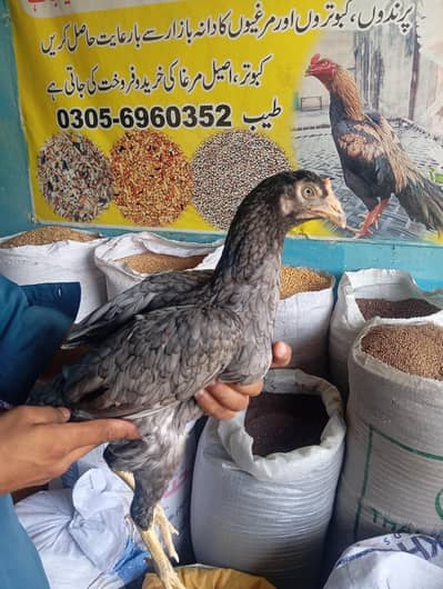 very best breeder