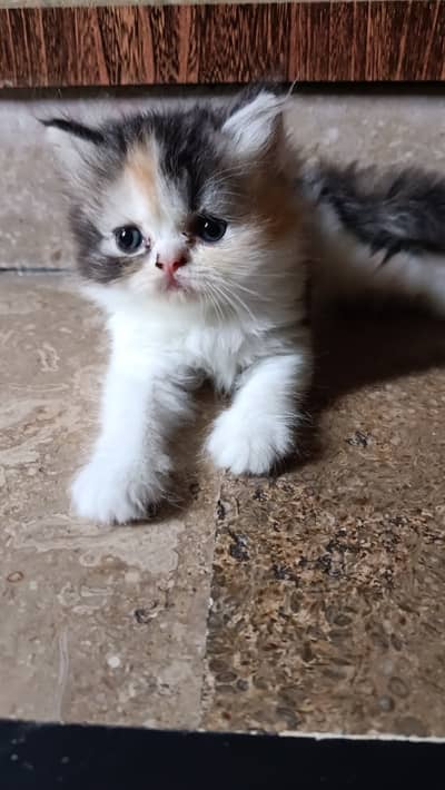 Persian kitten| punch face kitten