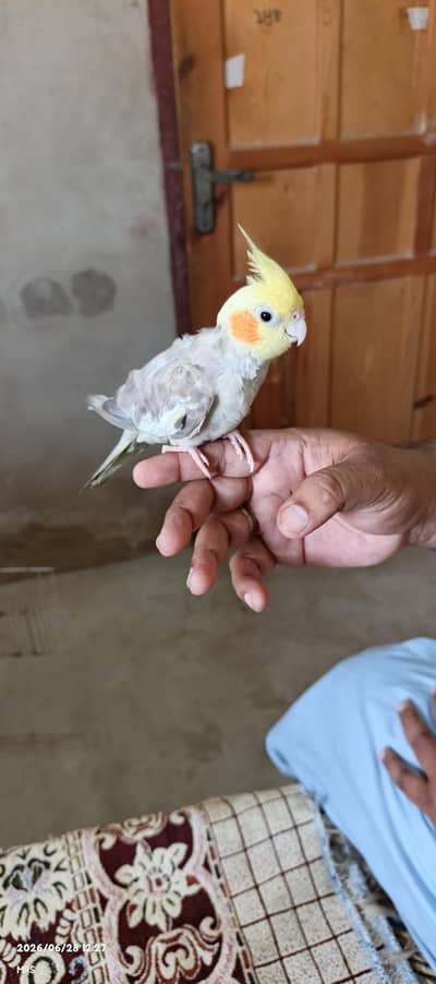 parrots & cage