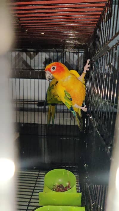 Sunconure