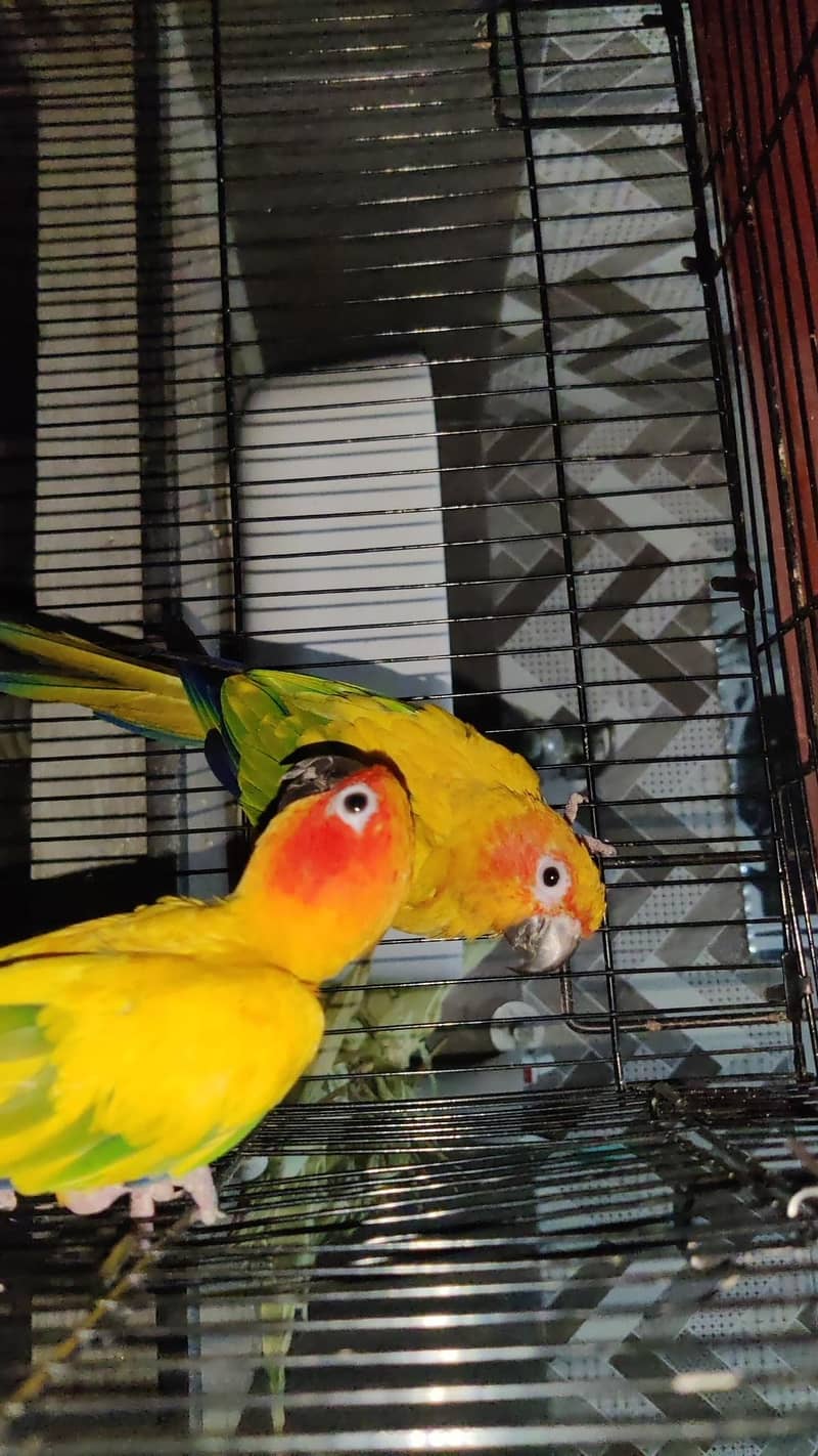 Sunconure 1