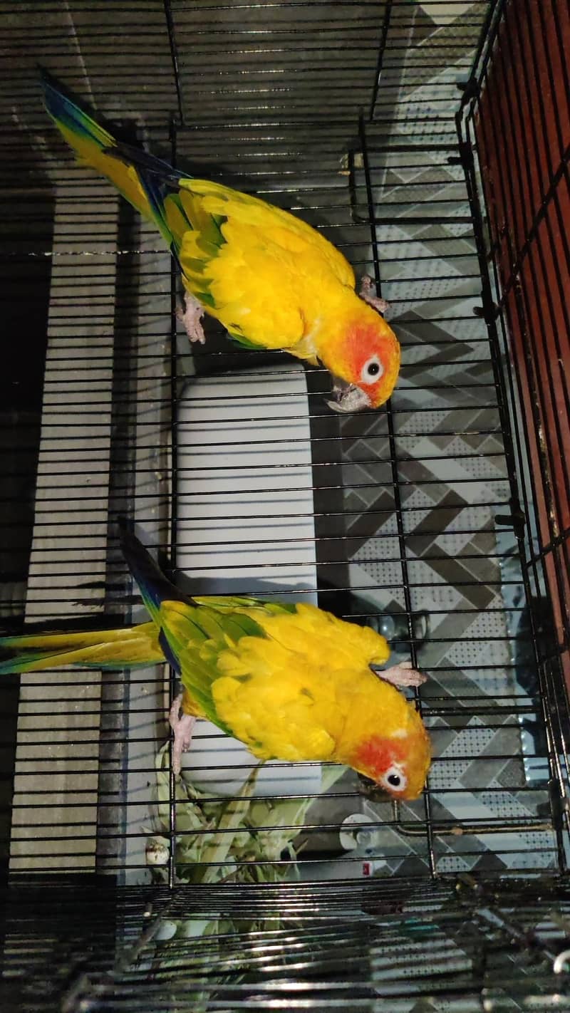 Sunconure 2