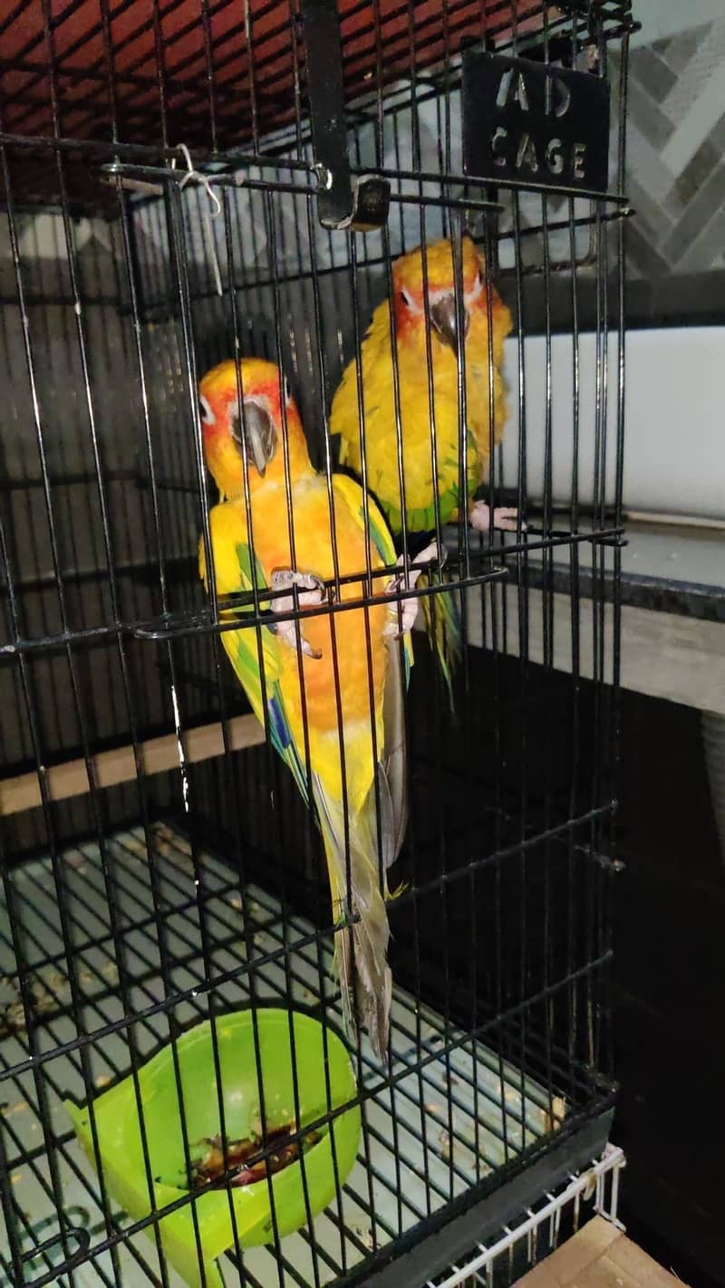 Sunconure 3