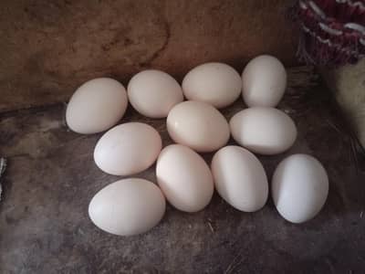aseel mianyawali  furtail egg good response chiks haching Rs 150