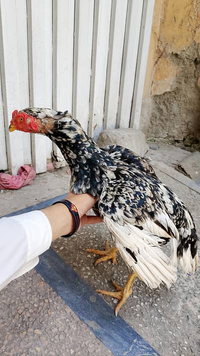 murge for sale