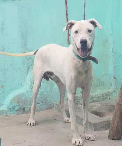 bully gultair male for sale  8 mahine umra