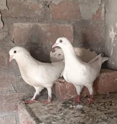 pure white Pegion for sell
