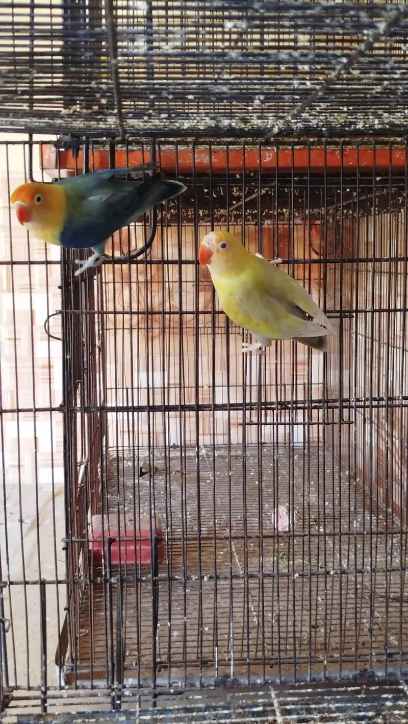 love birds pale fallow — photo 3